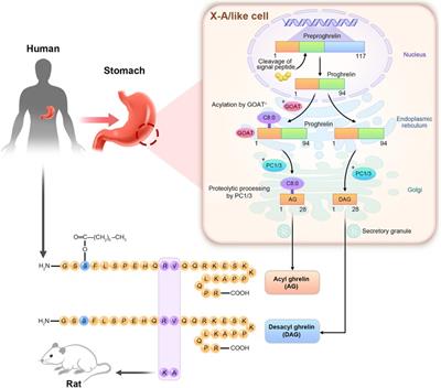 Role of ghrelin in promoting catch-up growth and maintaining metabolic homeostasis in small-for-gestational-age infants